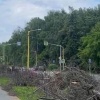 Десятки деревьев вырубили в новосибирском Академгородке