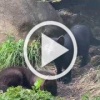 Соболят засняли в Байкальском заповеднике (и вживую, а не...