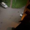 В Купчино ночью увидели дикую лисицу. 🇷🇺 Источник: ЧП ПИТЕР