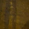 Королева крыс обнаружена в Мурино Девушка без всякого страха подкармливала...