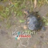 В Яе рыбак поймал черепаху на кукурузу.
