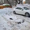 В Перово неизвестные отравили множество кошек во дворе жилого дома. Волонтеры...