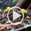 Мем дня: в Московском зоопарке жабы сыграли свадьбу....