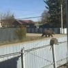 Попытка разыграть подругу вышла из-под контроля — девушка из Амурской области схлопотала штраф за 