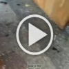 ❗️Уничтоженные снайперы ВСУ Штурмбат Тигр бригады Черные...