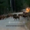В Сагре охотники отстрелили часть кабанов, напугавших жителей