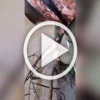 50 рыб выпустили из сетей полицейские Ачинска