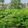 Борщевик захватил 8-ю Верхнюю улицу в Выборгском районе....