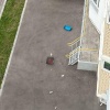 В Некрасовке на улице Липчанского кто-то выбросил клетку с домашними крысами...