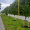 Молодые саженцы черемухи Маака высадили на улице Ильича в Новосибирске