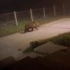 На Курилах к местным в окна заглядывает любознательный «сосед»