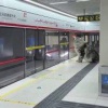 Китаец 4 месяца строил кошачье метро.