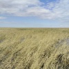 В Новосибирской области спасатели восемь часов искали троих рыбаков на озере...