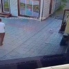 Агрессивные собаки снова пугают жителей Новосибирска