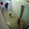 В Ярославле отец пнул 4-летнего сына у лифта. Мальчик громко кричал и...