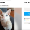 В Москве появилась любопытная услуга — «кот на расстоянии». Ее предлагают...