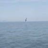 🦈Учёные: шансы погибнуть от акулы в Приморье меньше, чем от клещей – даже не знаем радоваться или нет.