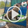 — Мишаня, это качели. — Качели, это Мишаня. У топтыжки из...