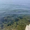 Нерпочек заметили в Листвянке В Байкальском музее...