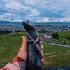 Нового бронзового суслика установили в Красноярске.