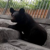 В Екатеринбург приехали мишки из Казахстана