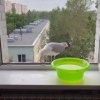 Заглотила, запила и даже не поморщилась