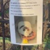 В Хамовниках кошка выпрашивает еду у прохожих. Причем отмечается, что...