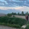 Лошадь тяжело ранила женщину в Ленобласти — пенсионерку госпитализировали с переломом ребер и оторванной рукой