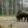 Кабана с необычным «ирокезом» засняли фотоловушки в Ленобласти 🇷🇺 Источник:...