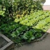 Настоящий огород обустроили прямо у подъезда в Екатеринбурге. В одном из...