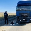 Сегодня утром в Белоярском районе водитель грузовика MAN насмерть сбил человека