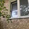 В Красноярске кот застрял и погиб в окне. В доме на ул. Мирошниченко, 22...