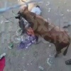 В Колумбии во время корриды бык проткнул рогом молодого человека: от полученных травм юноша скончался
