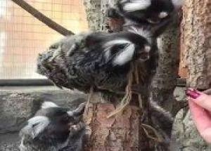 В Ленинградском зоопарке снова пополнение – у игрунок родилась уже третья...