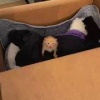 Состояние на утро среды: котёнок по имени Чикен Майкл Наггетс.