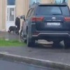 Водитель Toyota Land Cruiser решил прокатиться по тротуару Пешеходам это не...