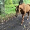 Две лошади второй день гуляют по Петергофу у Ольгинского канала. Одна из них,...
