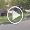 В Бутово козы продолжают кошмарить водителей 🇷🇺 Источник:...