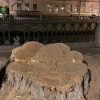 В центре Петербурга спилили тополь, которому было больше века