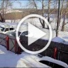 В Бородино неизвестные подло отстреливают собак.