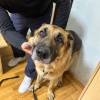 Житель Хакасии натравил свою овчарку на полицейских 33-летний житель Абазы...