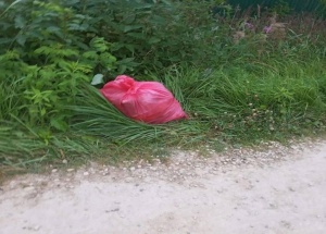 Голову кошки и пакет с ее останками обнаружила местная жительница в СНТ «Сигнал 2» в Лужском районе в Санкт-Петербурге.