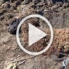 Кишки животных гниют прямо в озере в Иркутской области
