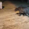 На севере Красноярского края медведи разгуливают прямо по улицам посёлка...