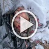 ❗️18+ «Он понял, что не вывезет» Курская область. ВСУшник...