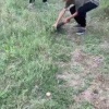 В Дагестане в селе Сулевкент малолетние черти украли курицу, сначала...
