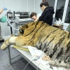 🐯 В полночь 28 марта в селе Минеральное Яковлевского округа сотрудники приморского охотнадзора изъяли конфликтного амурского тигра.