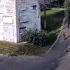 6-летнего ребёнка покусали в Подмосковье две бойцовые собаки, сбежавшие от хозяина, — американские булли