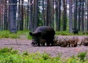 Самый грустный лось попал в фотоловушку под Питером — хотел заиметь новых...