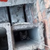Спасатели пришли на помощь котенку, застрявшему в вентиляционной трубе магазина на Мукомольном проезде.